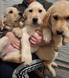 Цуценята лабрадорчики