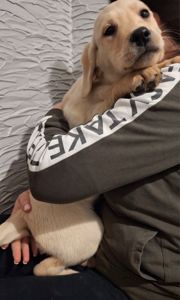 Цуценята лабрадорчики