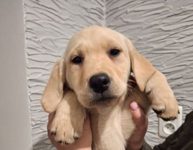 Цуценята лабрадорчики