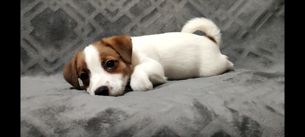 Неймовірний хлопчик Джек Рассел тер'єр 2 міс, документи родословна ККУ