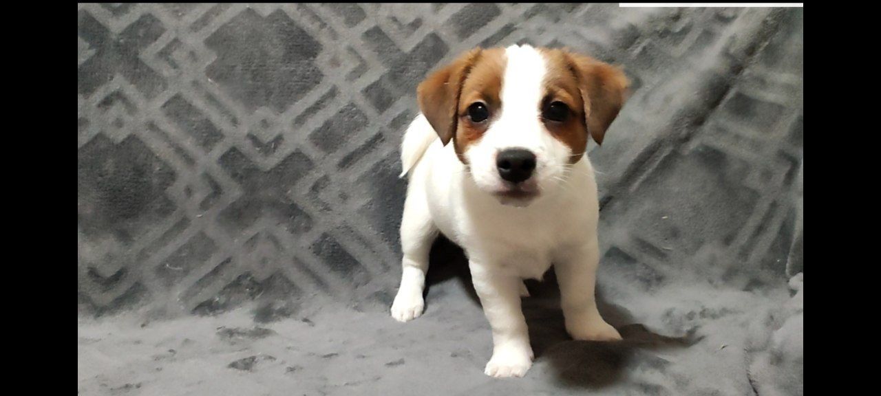 Неймовірний хлопчик Джек Рассел тер'єр 2 міс, документи родословна ККУ