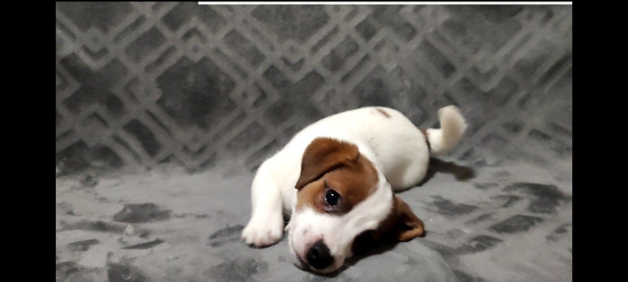 Неймовірний хлопчик Джек Рассел тер'єр 2 міс, документи родословна ККУ