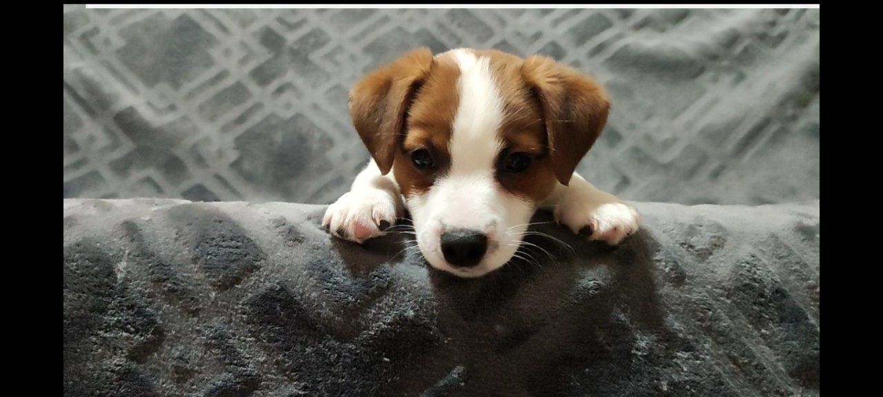 Неймовірний хлопчик Джек Рассел тер'єр 2 міс, документи родословна ККУ