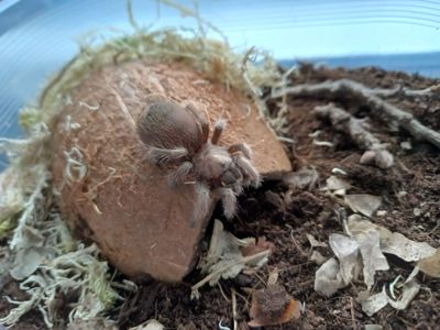 Aphonopelma Chalcodes