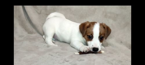 Неймовірний хлопчик Джек Рассел тер'єр 2 міс, документи родословна ККУ