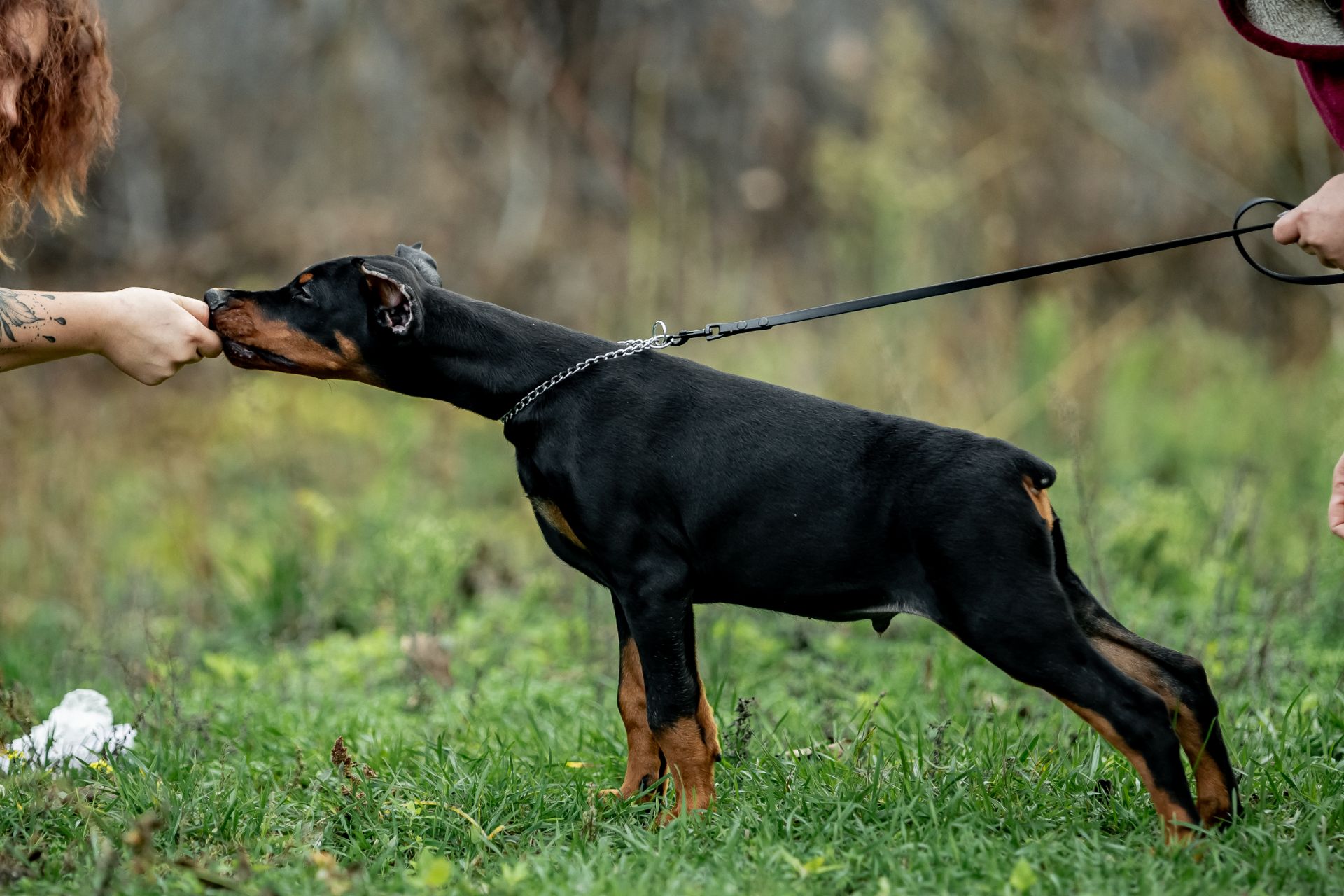 Чудові дітки доберманів