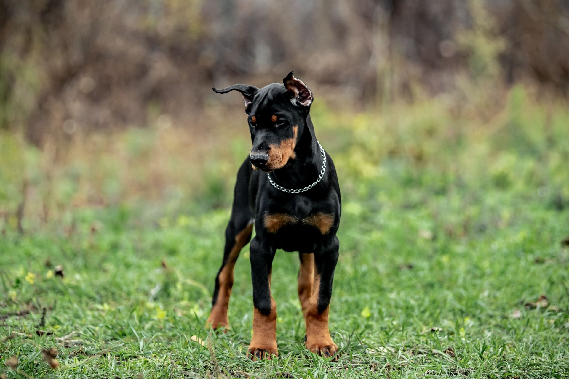 Чудові дітки доберманів