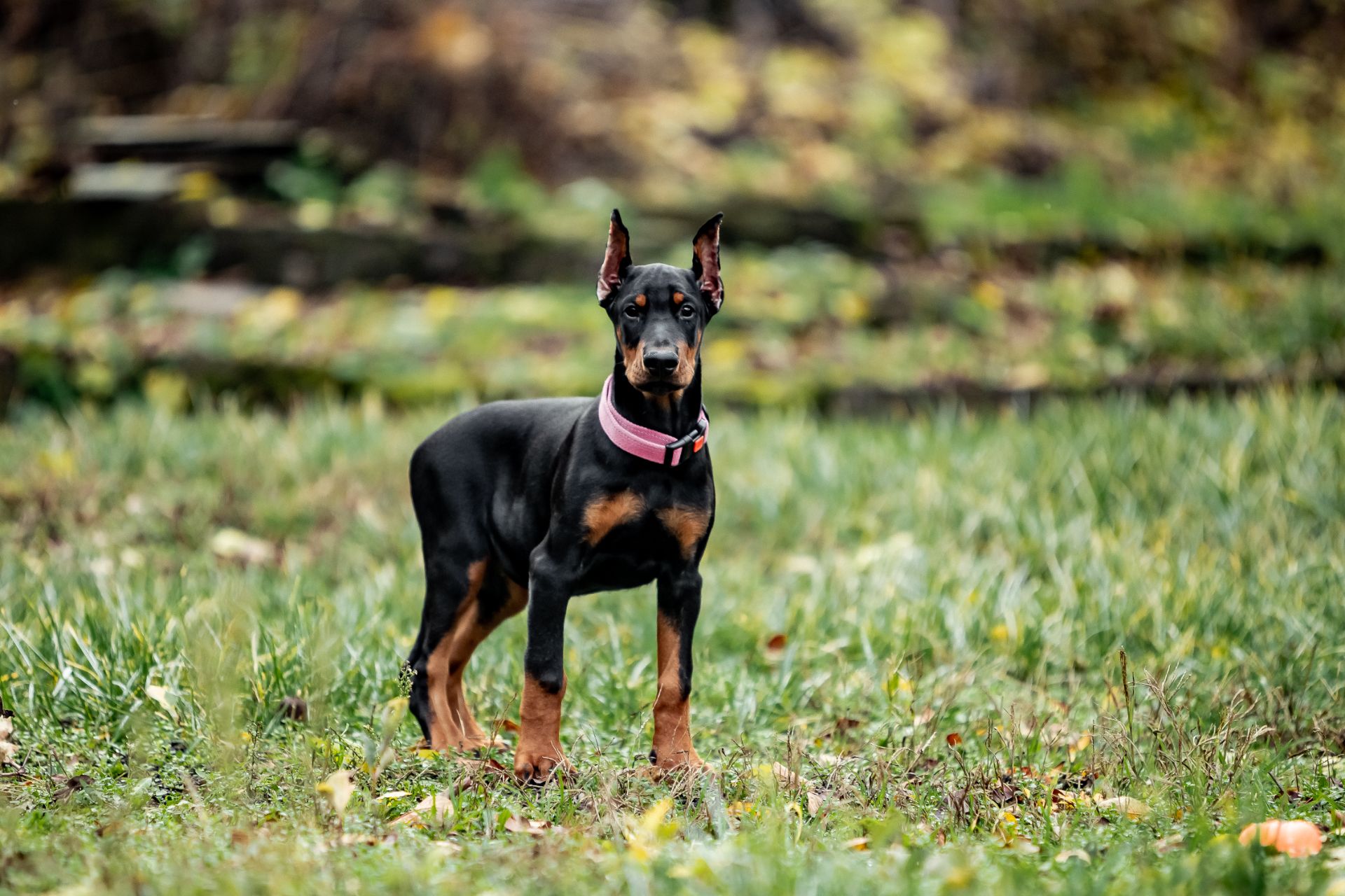 Чудові дітки доберманів