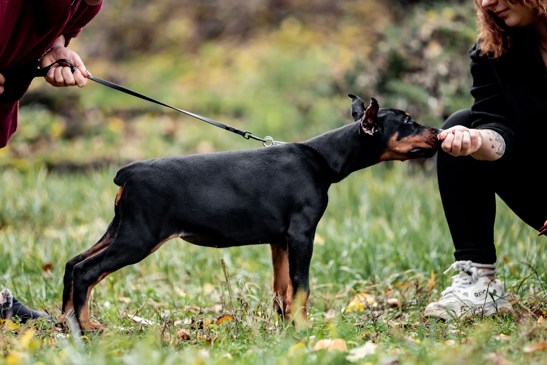 Чудові дітки доберманів