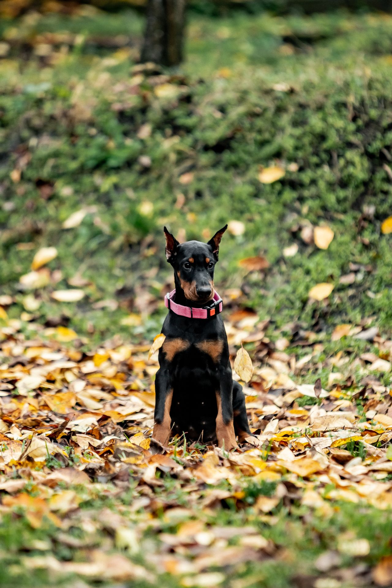 Чудові дітки доберманів
