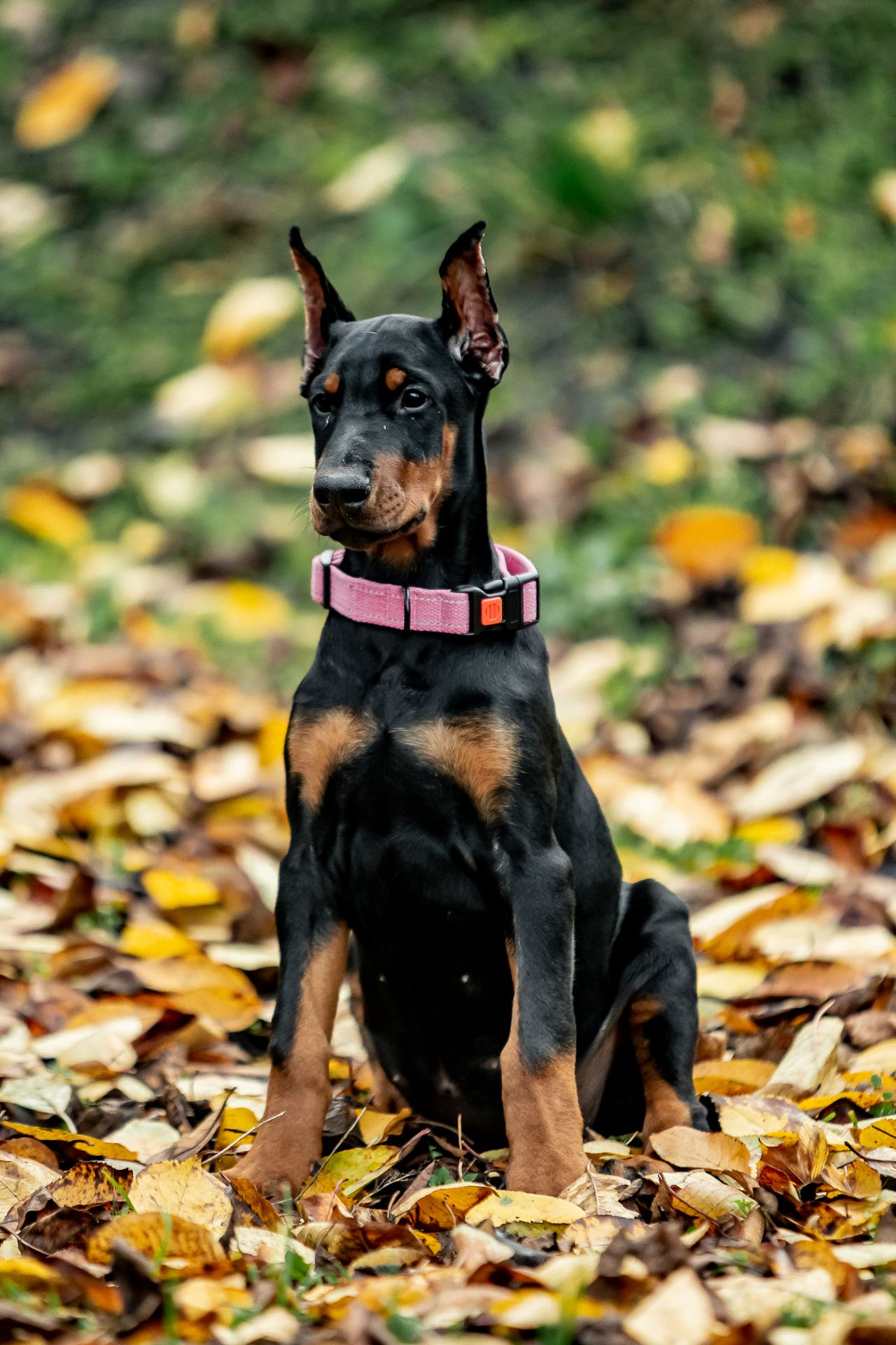 Чудові дітки доберманів