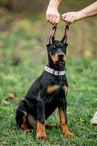 Чудові дітки доберманів