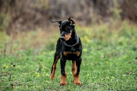 Чудові дітки доберманів