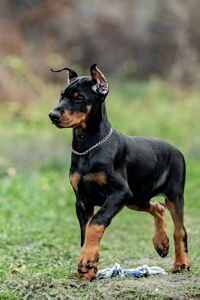 Чудові дітки доберманів