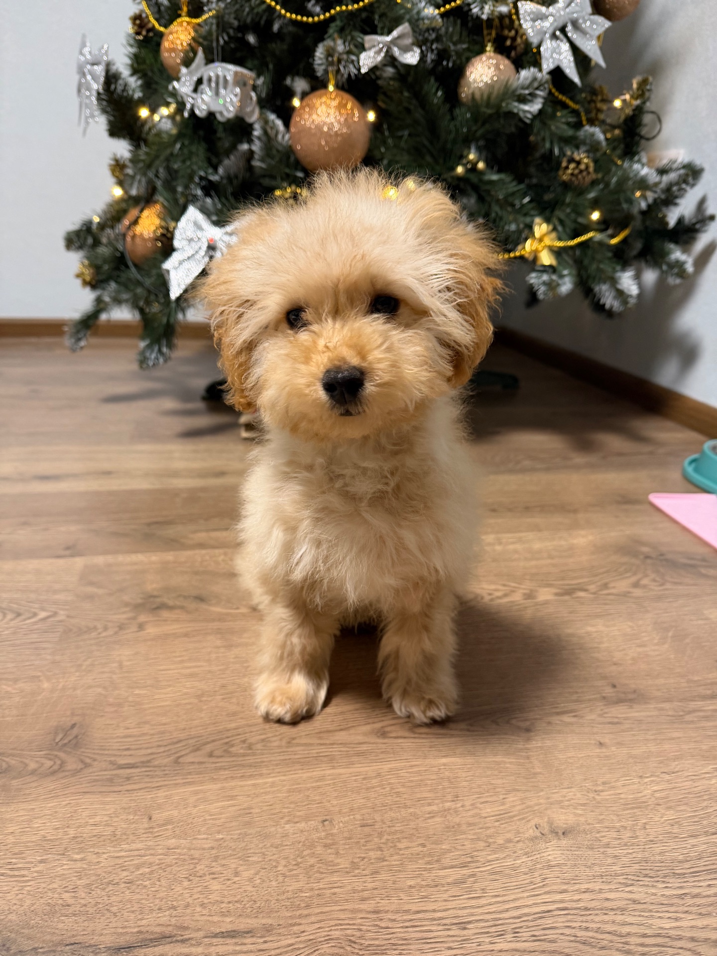 Хлопчик мальтипу 5 місяців