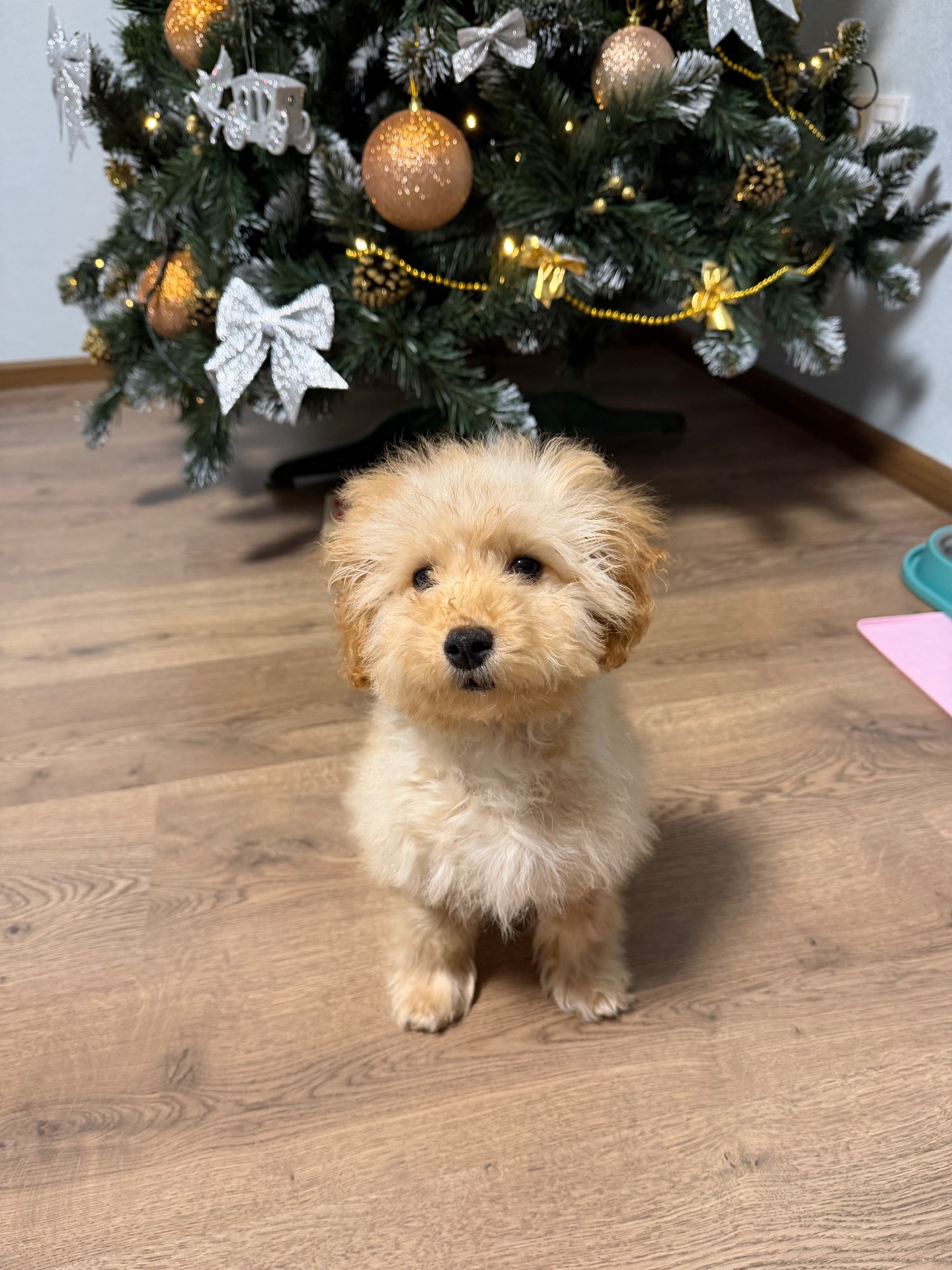 Хлопчик мальтипу 5 місяців