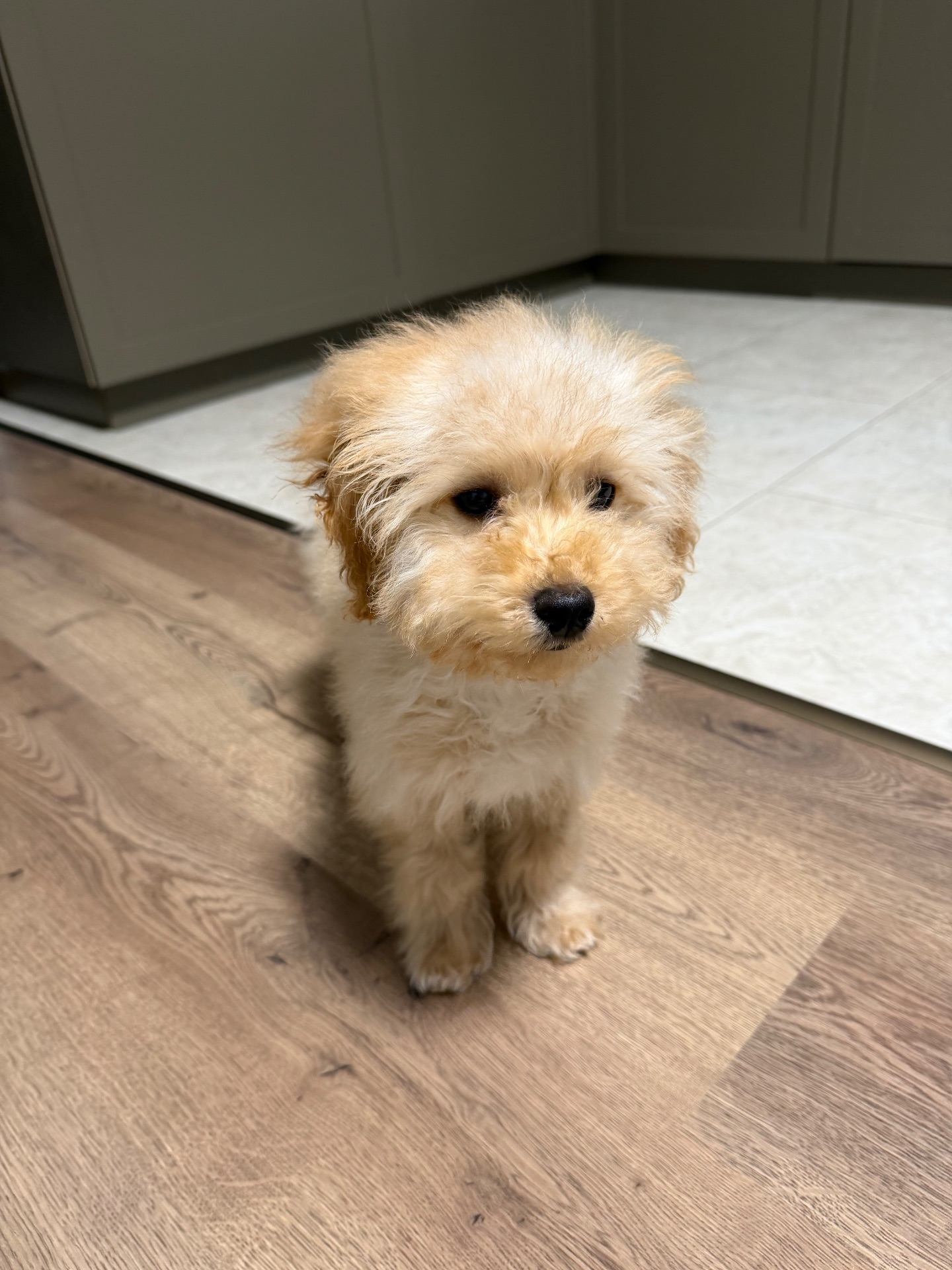 Хлопчик мальтипу 5 місяців