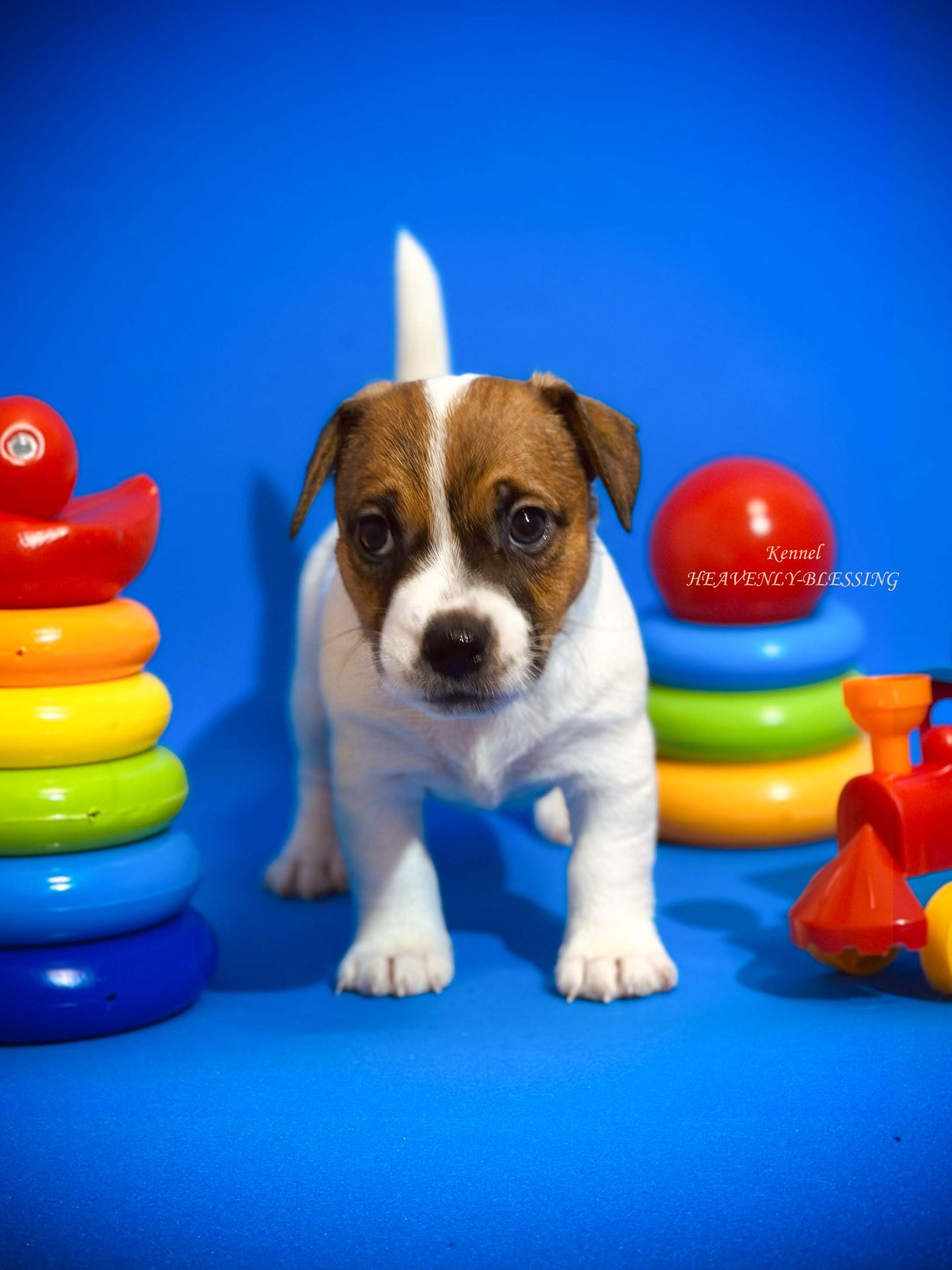 Розкішний хлопчик Джек рассел терʼєр від Інтерчемпіонів