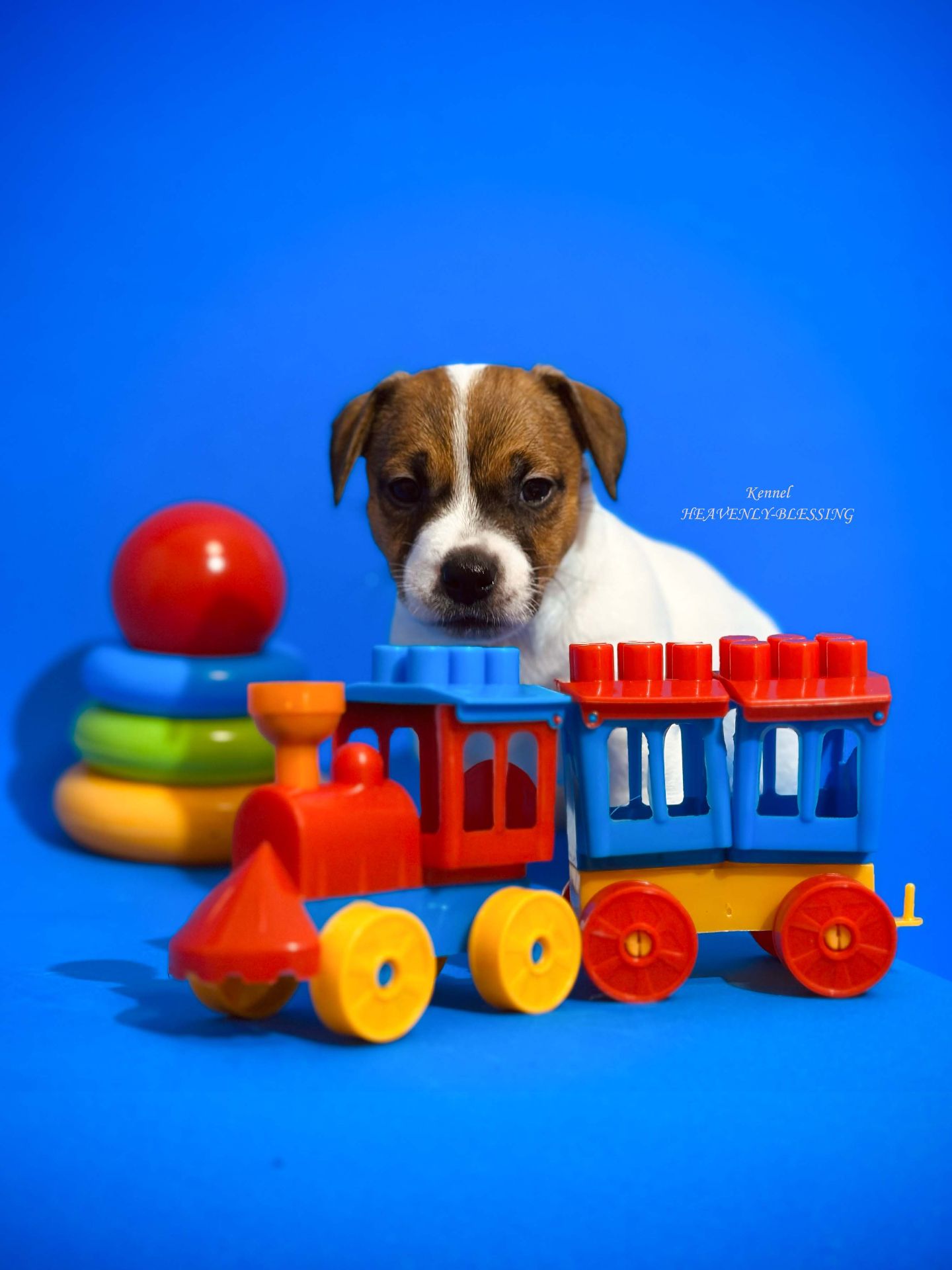 Розкішний хлопчик Джек рассел терʼєр від Інтерчемпіонів