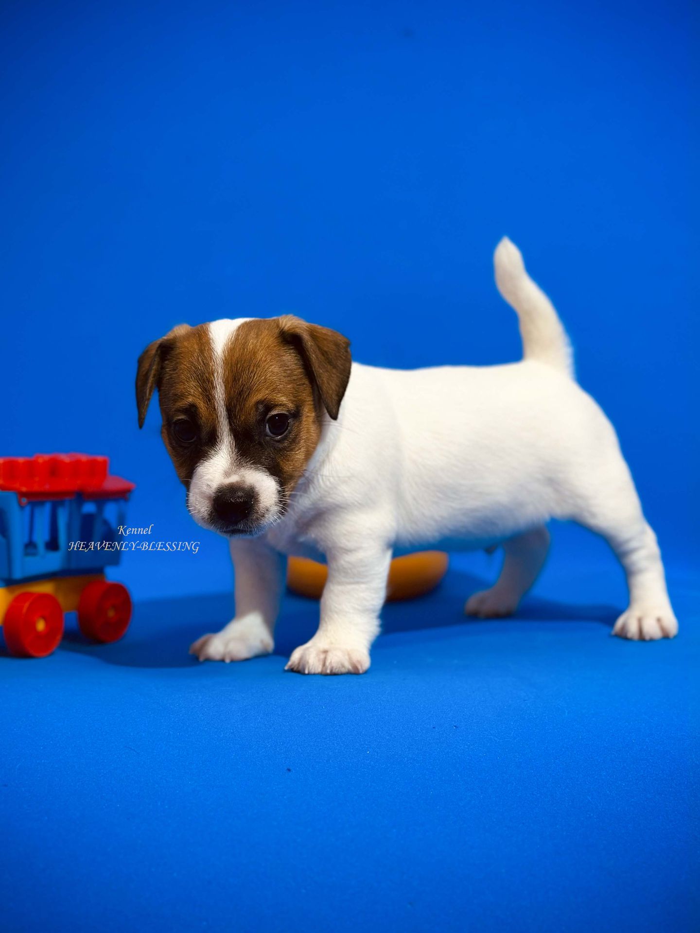 Розкішний хлопчик Джек рассел терʼєр від Інтерчемпіонів