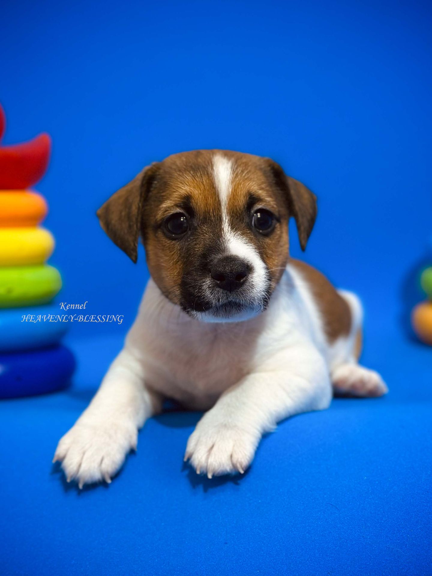 Цуценя Джек Рассел терʼєра, розплідник КСУ