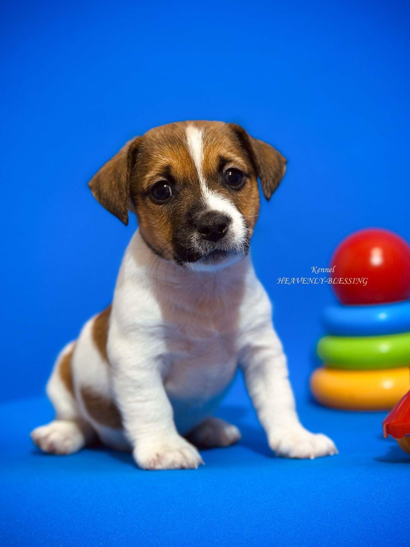 Цуценя Джек Рассел терʼєра, розплідник КСУ