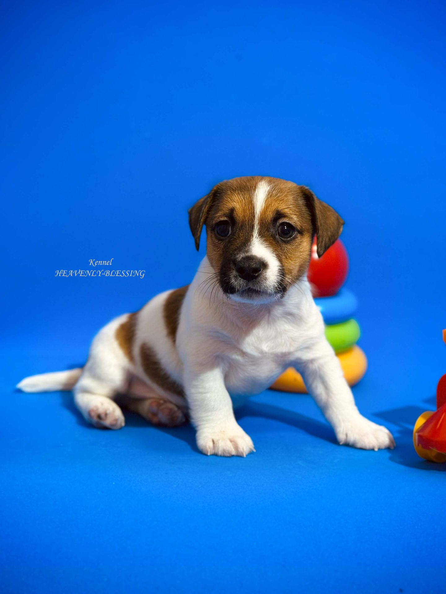 Цуценя Джек Рассел терʼєра, розплідник КСУ