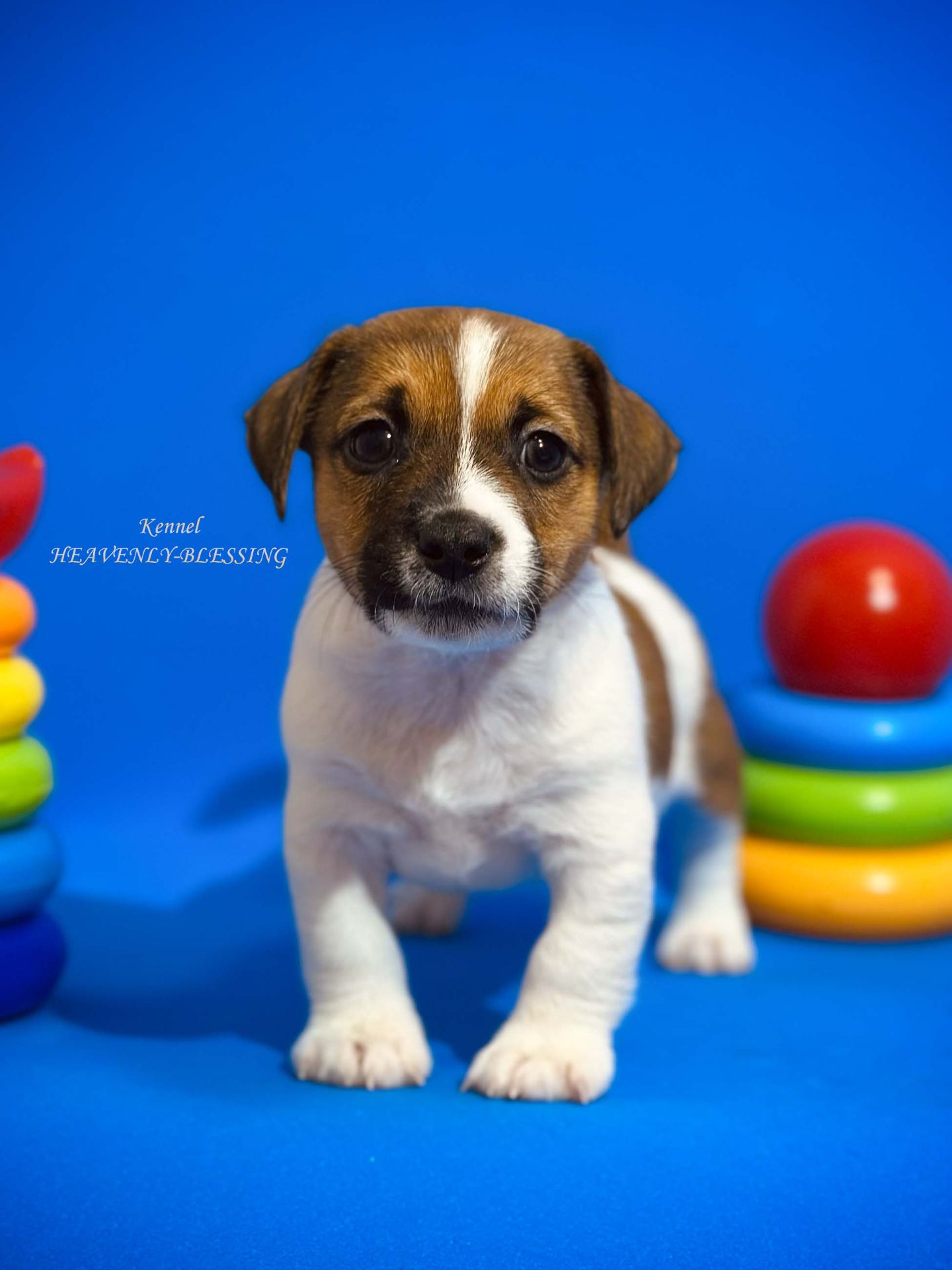 Цуценя Джек Рассел терʼєра, розплідник КСУ