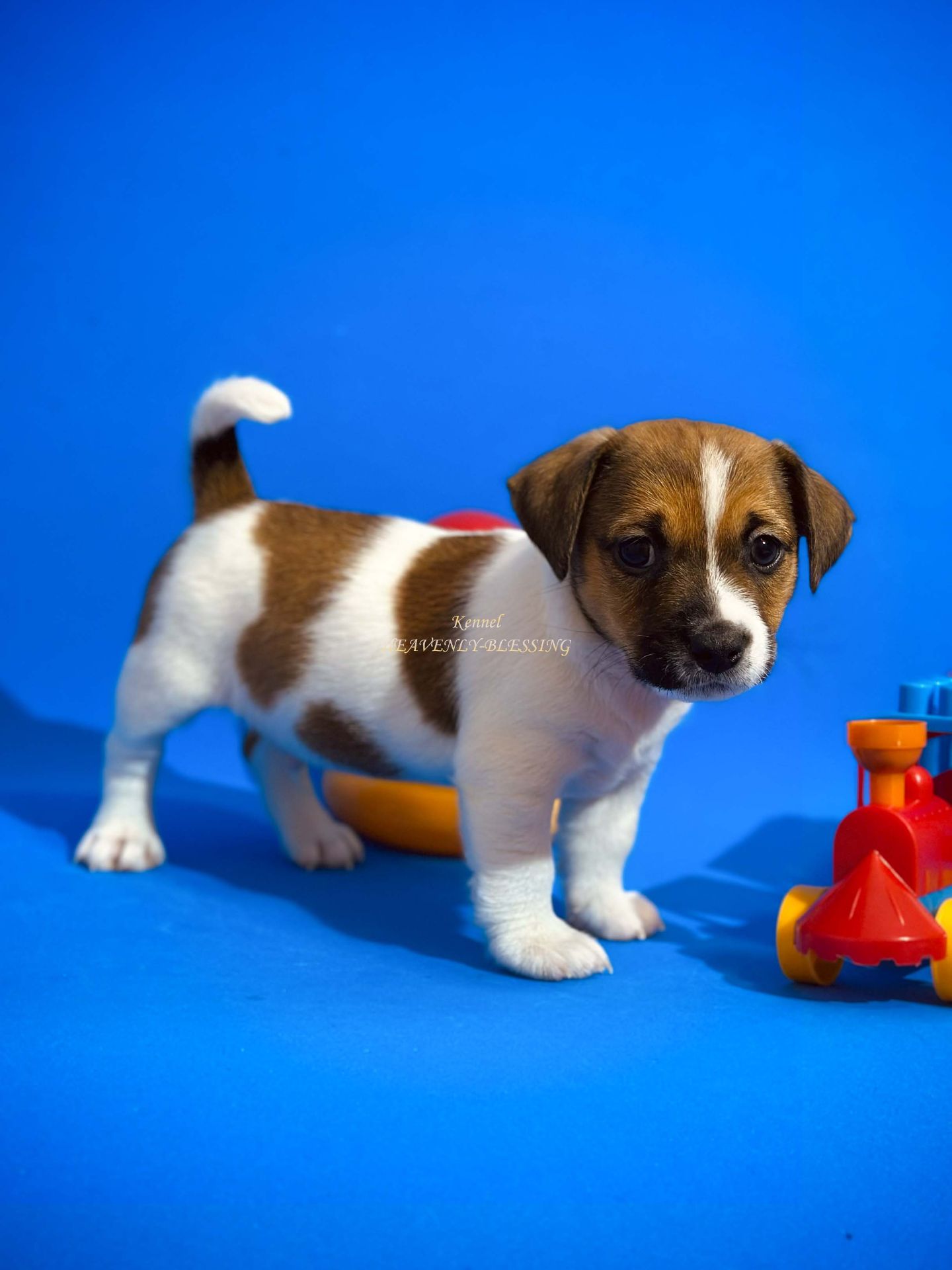 Цуценя Джек Рассел терʼєра, розплідник КСУ