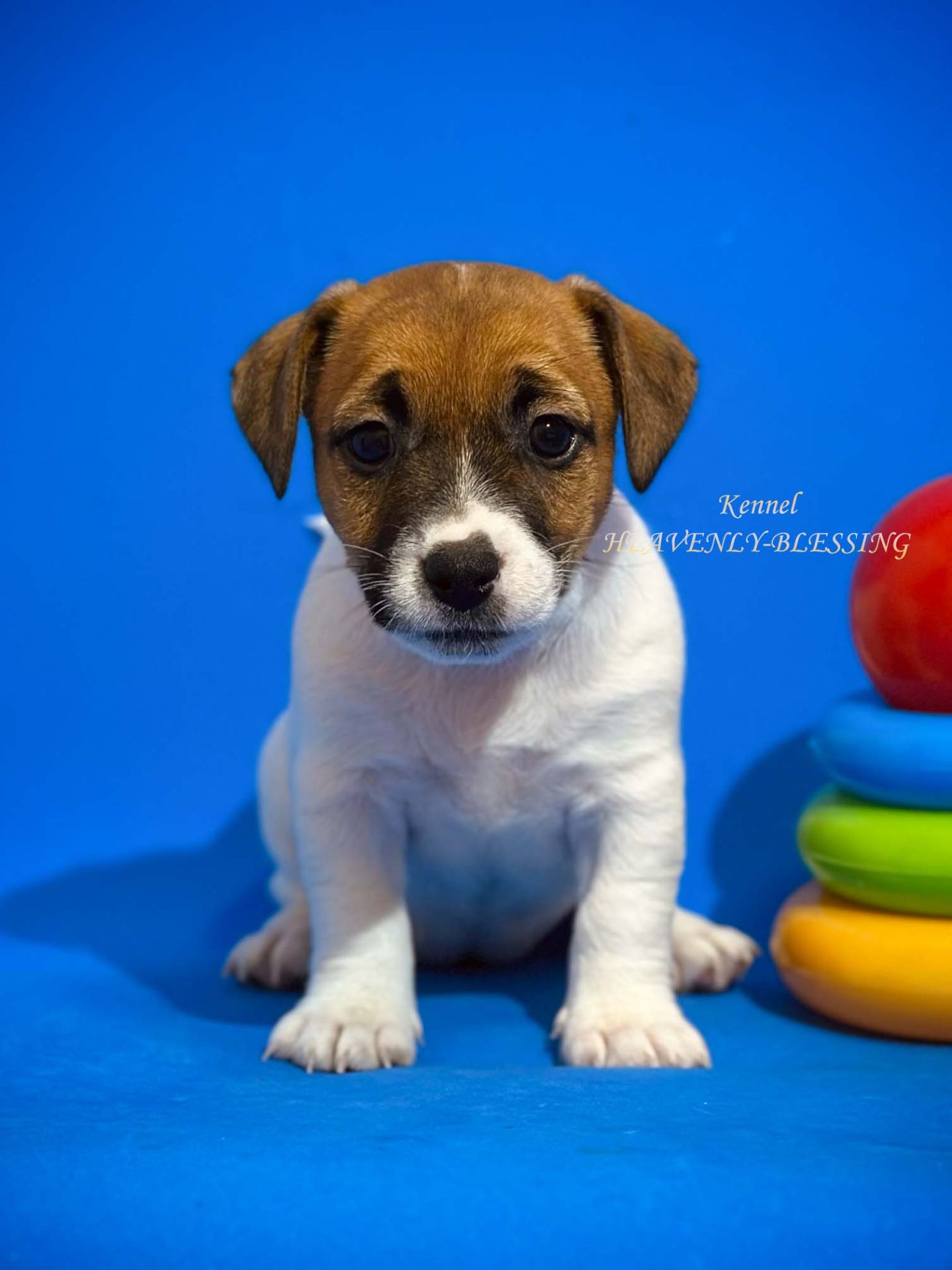 Цуценя джек рассел терʼєра - розкішна дівчинка