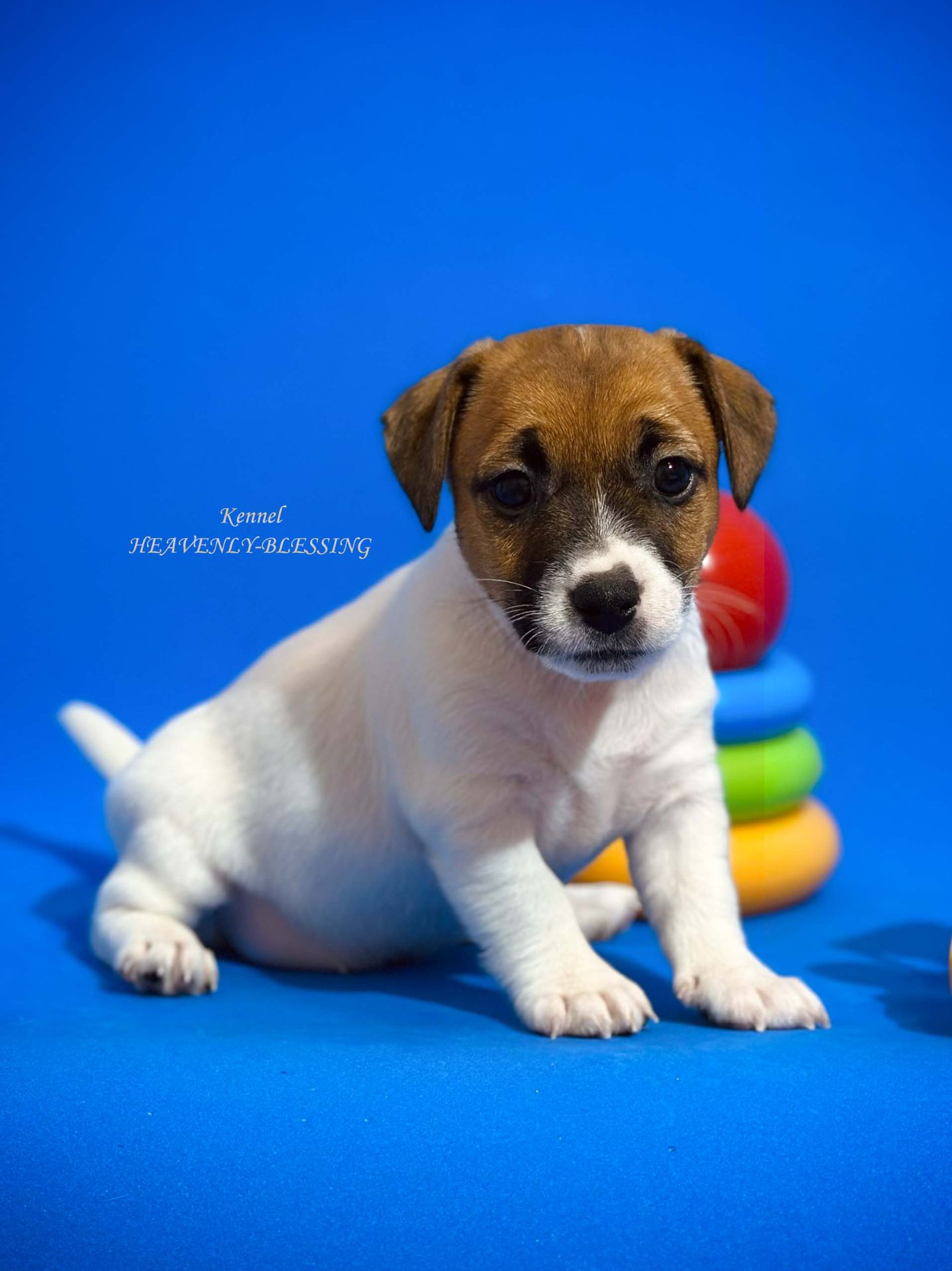 Цуценя джек рассел терʼєра - розкішна дівчинка