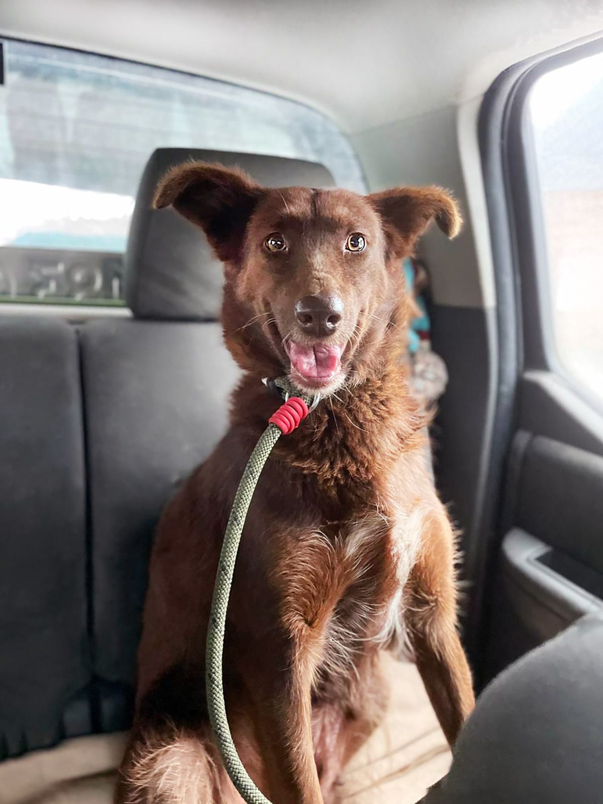 Кава, бордер колі