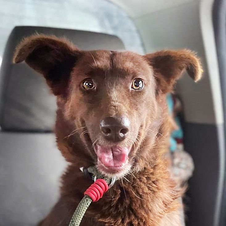 Кава, бордер колі