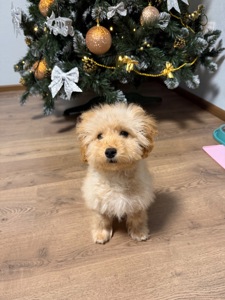 Хлопчик мальтипу 5 місяців