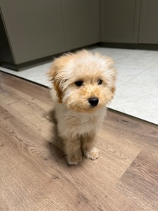 Хлопчик мальтипу 5 місяців