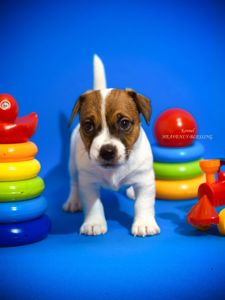 Розкішний хлопчик Джек рассел терʼєр від Інтерчемпіонів