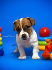 Розкішний хлопчик Джек рассел терʼєр від Інтерчемпіонів