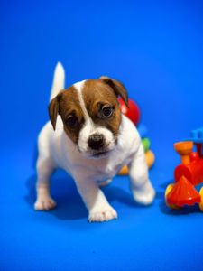 Розкішний хлопчик Джек рассел терʼєр від Інтерчемпіонів