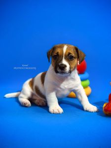 Цуценя Джек Рассел терʼєра, розплідник КСУ