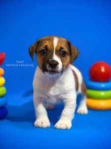 Цуценя Джек Рассел терʼєра, розплідник КСУ