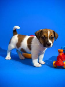 Цуценя Джек Рассел терʼєра, розплідник КСУ