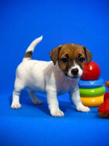 Цуценя джек рассел терʼєра - розкішна дівчинка