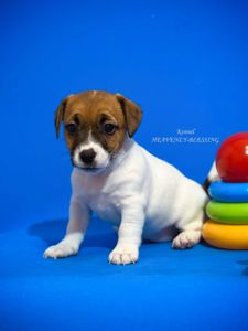 Цуценя джек рассел терʼєра - розкішна дівчинка