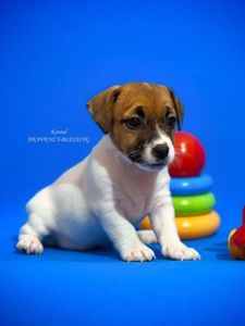 Цуценя джек рассел терʼєра - розкішна дівчинка