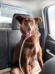 Кава, бордер колі