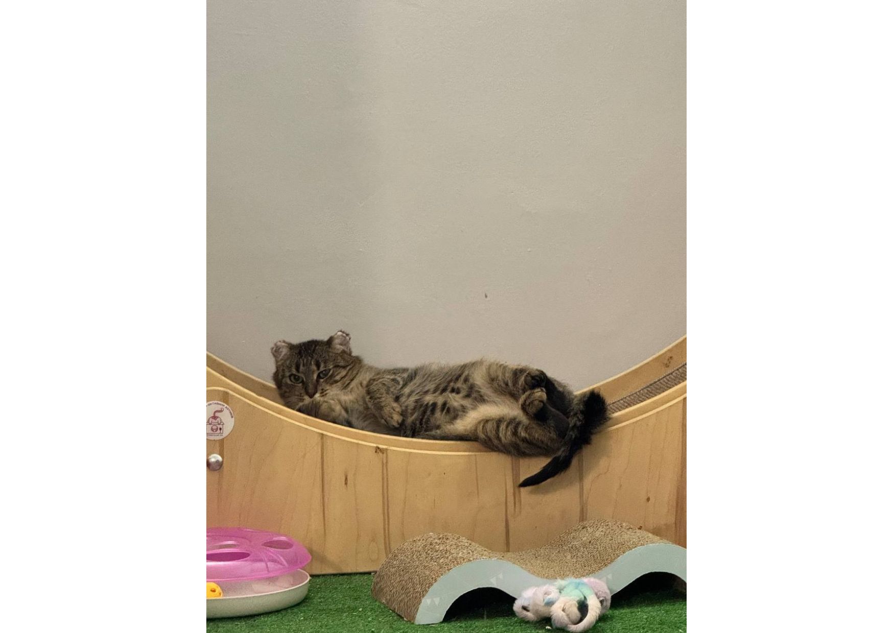 Вкотре намагаємося знайти дім чарівній красуні, яка пережила справжнє пекло ❤️‍🩹