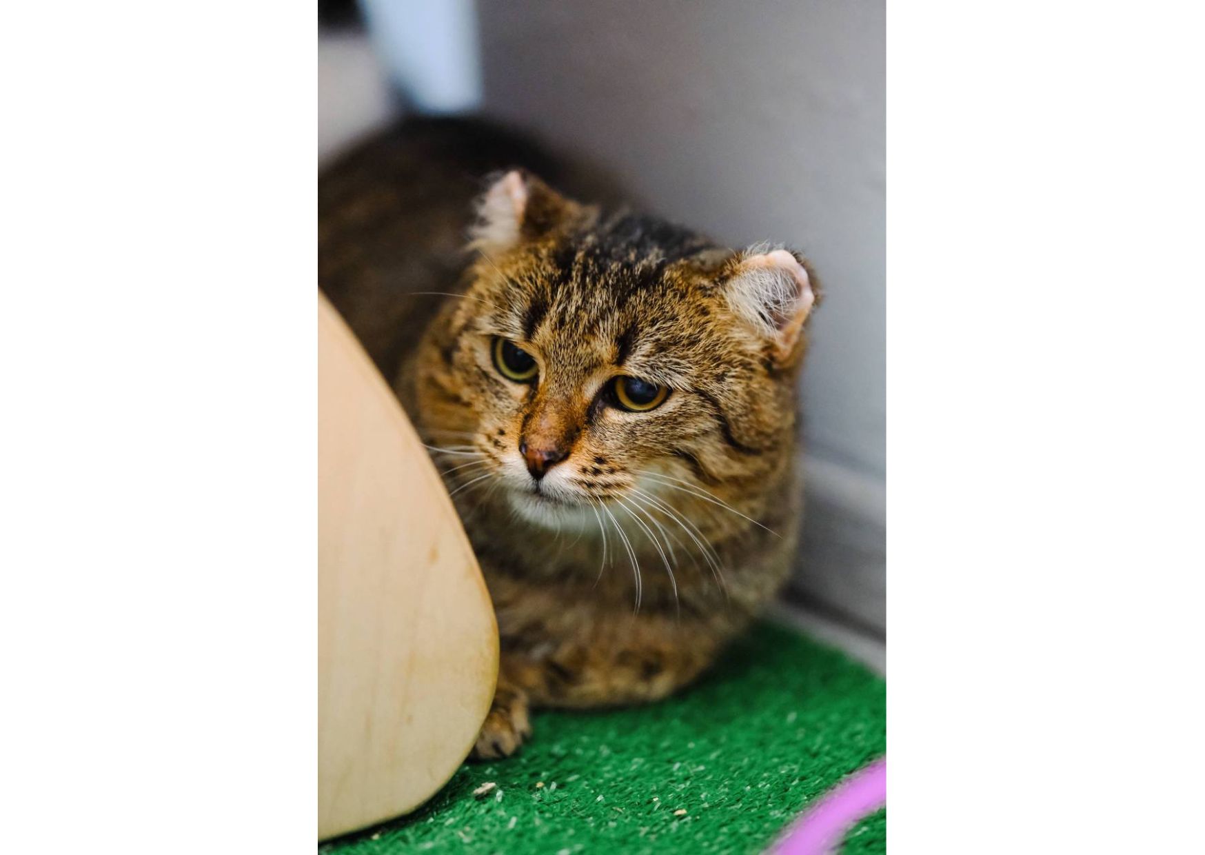 Вкотре намагаємося знайти дім чарівній красуні, яка пережила справжнє пекло ❤️‍🩹