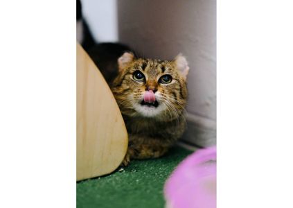 Вкотре намагаємося знайти дім чарівній красуні, яка пережила справжнє пекло ❤️‍🩹