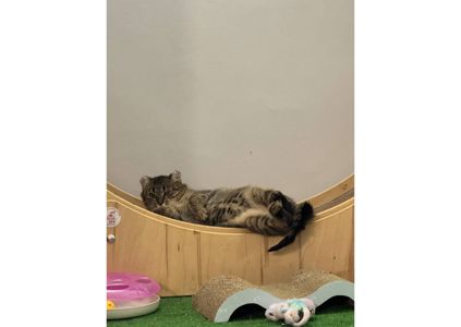 Вкотре намагаємося знайти дім чарівній красуні, яка пережила справжнє пекло ❤️‍🩹