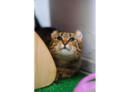 Вкотре намагаємося знайти дім чарівній красуні, яка пережила справжнє пекло ❤️‍🩹